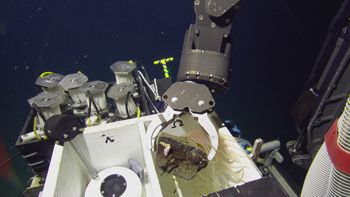 Media type: image;   Invertebrate Zoology 153117 Description: live specimen;